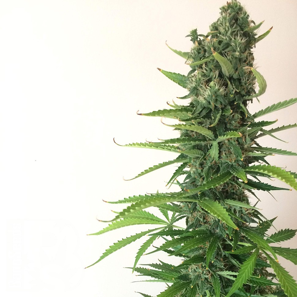 Семена марихуаны  Auto White Goblin feminised Ganja Seeds