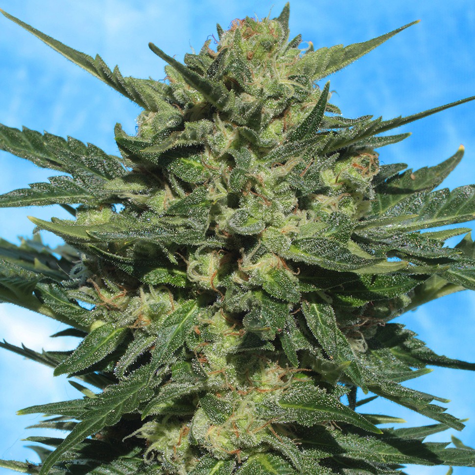 Семена ганжа  Auto White Russian feminised Ganja Seeds