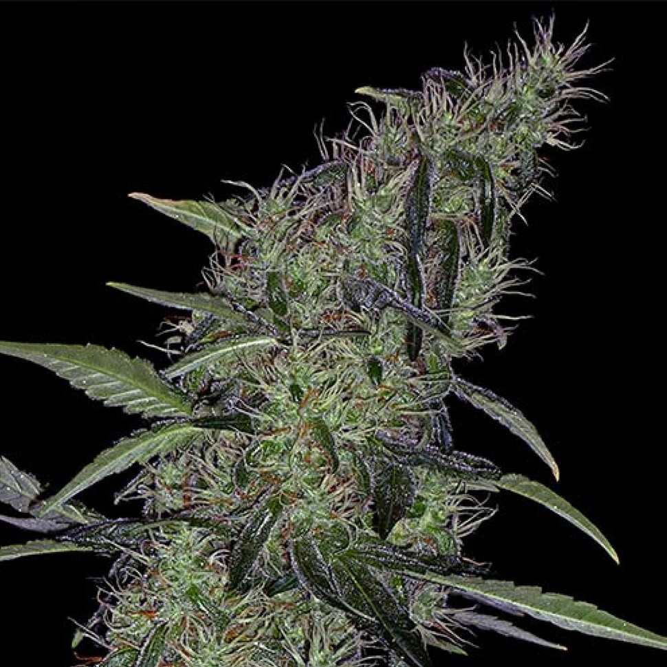 Семена конопли Auto Sweet Tooth x Somango feminised Ganja Seeds