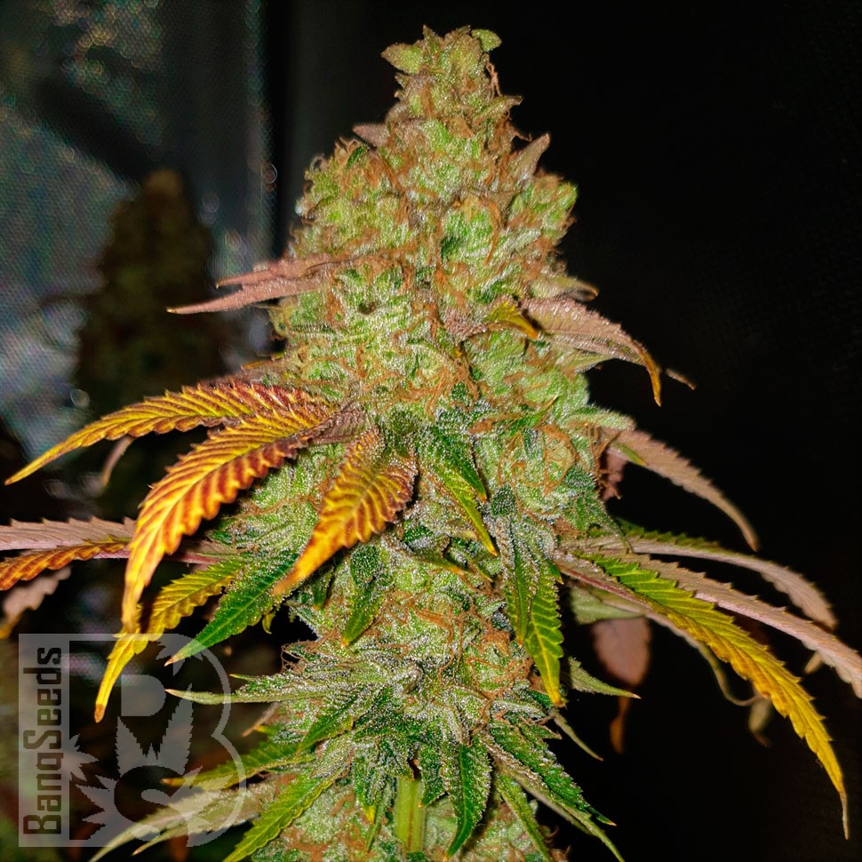 Семена каннабиса  Bad Azz Kush feminised Ganja Seeds