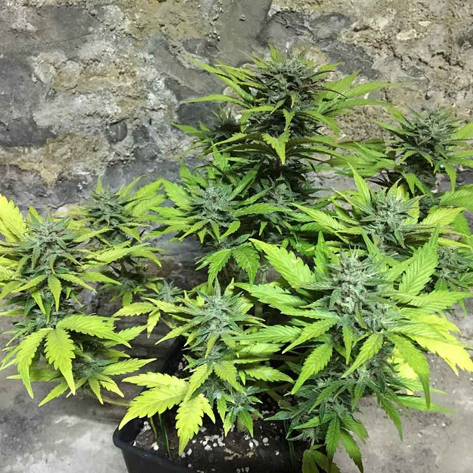 Семена конопли  Auto Trojan regular Ganja Seeds