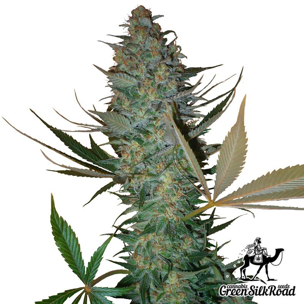 Семена марихуаны  Auto AK feminised Green Silk Road Seeds