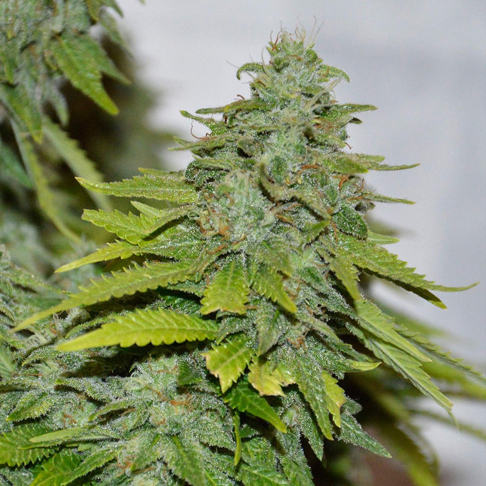 Семена ганжа  Auto Caramelino feminised Victory Seeds