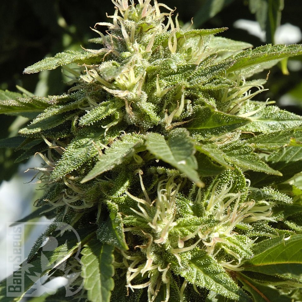 Семена Shaman feminised Ganja Seeds
