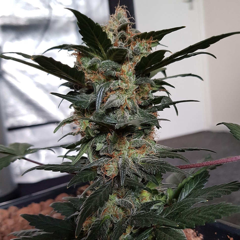 Семена каннабиса  Auto Mazar feminised Ganja Seeds