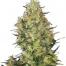 Семена конопли  Sensi Skunk feminised Ganja Seeds