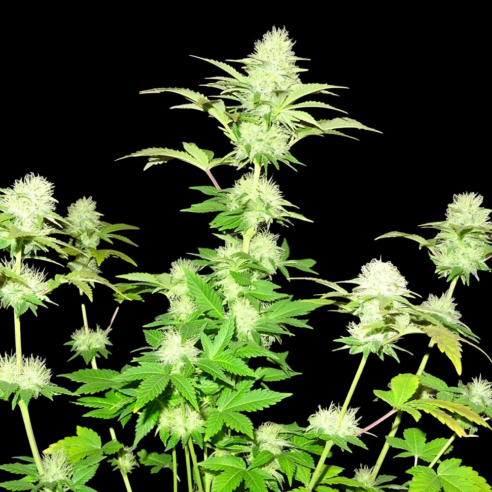 Семена марихуаны Hindu Kush x White Russian feminised Ganja Seeds