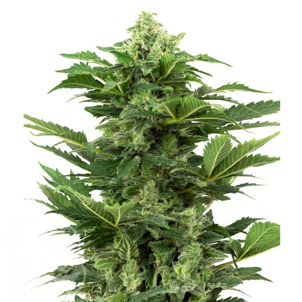 Семена марихуаны  Hindu Kush x White Russian feminised Ganja Seeds