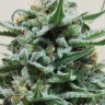 Семена марихуаны  Hindu Kush x White Russian feminised Ganja Seeds
