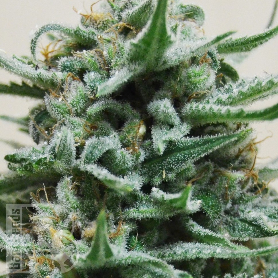Семена марихуаны  Hindu Kush x White Russian feminised Ganja Seeds
