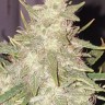Семена марихуаны  Hindu Kush x White Russian feminised Ganja Seeds