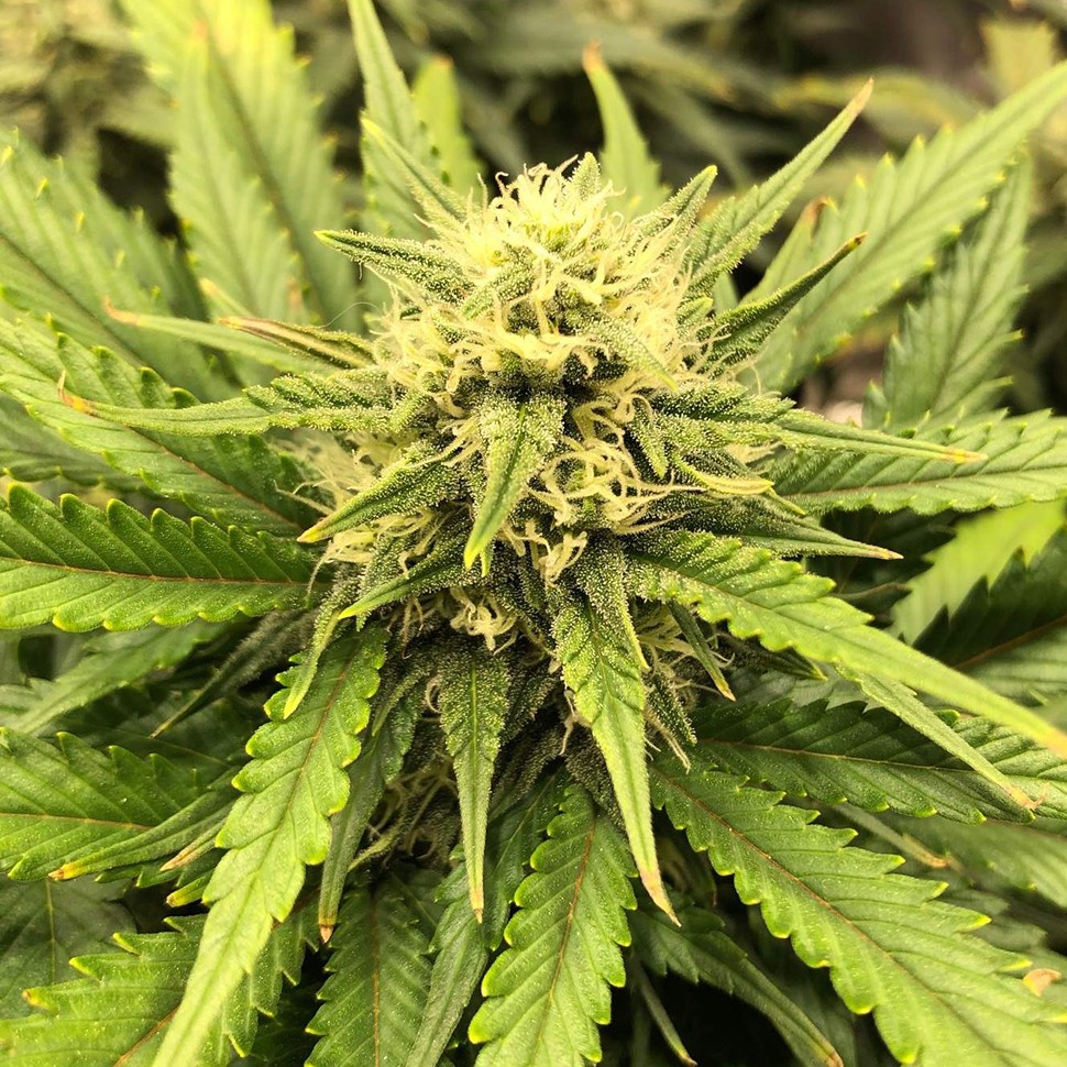 Семена ганжа  Auto Chocodope feminised Victory Seeds