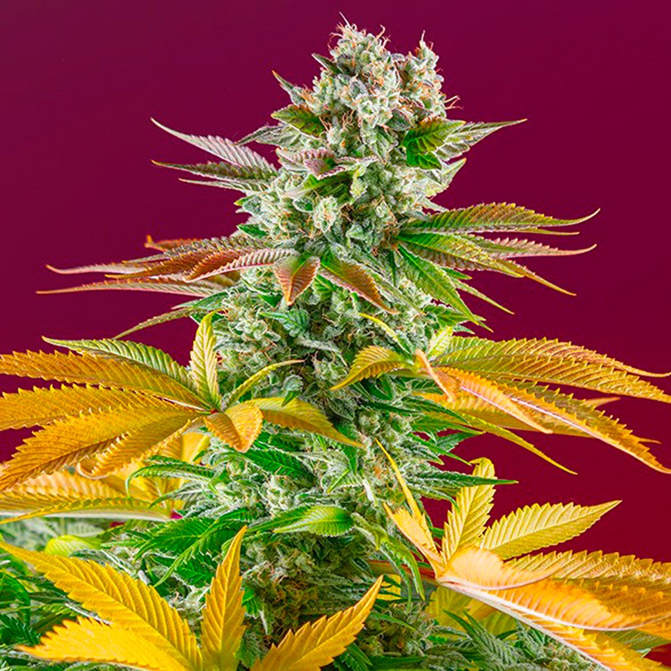 Семена марихуаны Gorilla Girl feminised Ganja Seeds