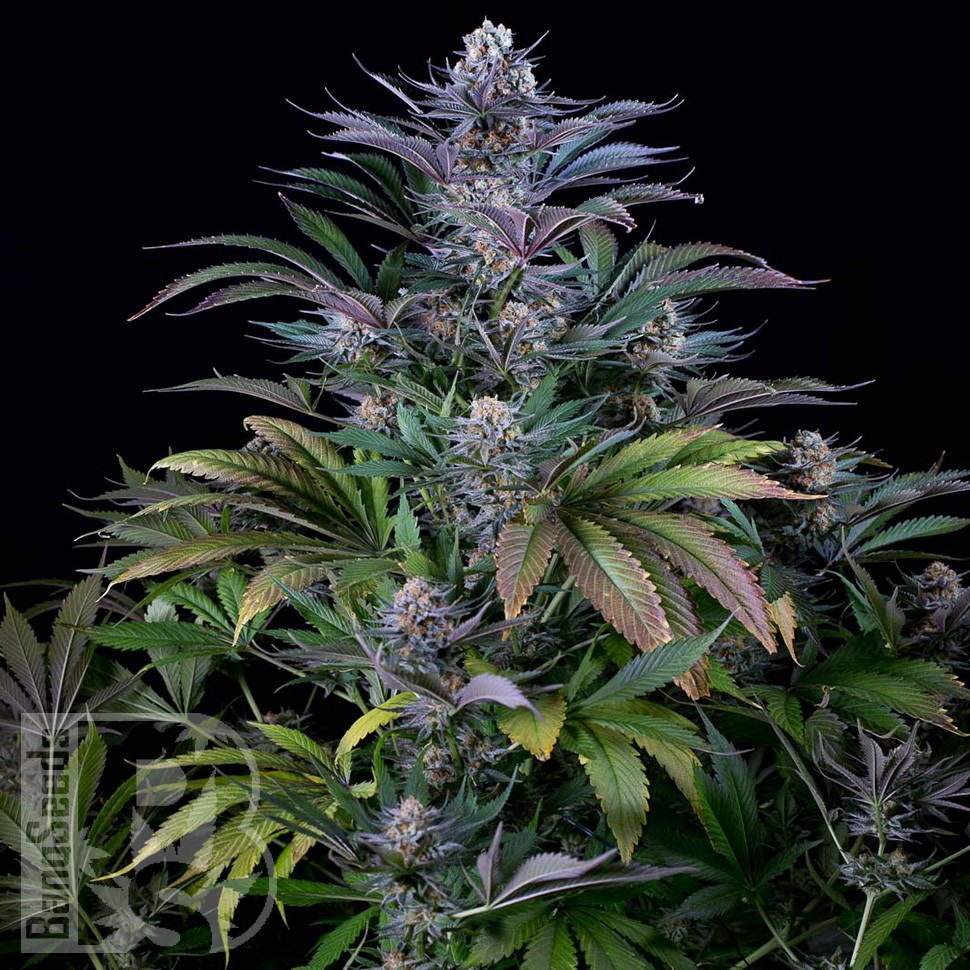 Семена конопли Silver Haze feminised Ganja Seeds