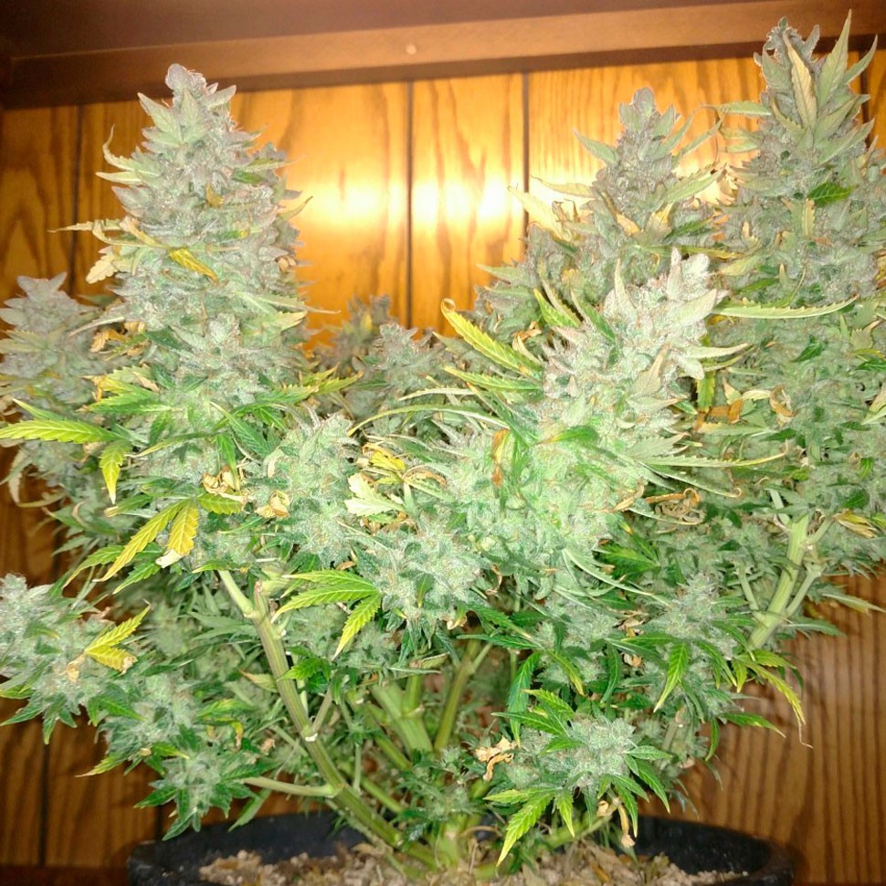 Семена конопли  Auto Northern Lights feminised Ganja Seeds