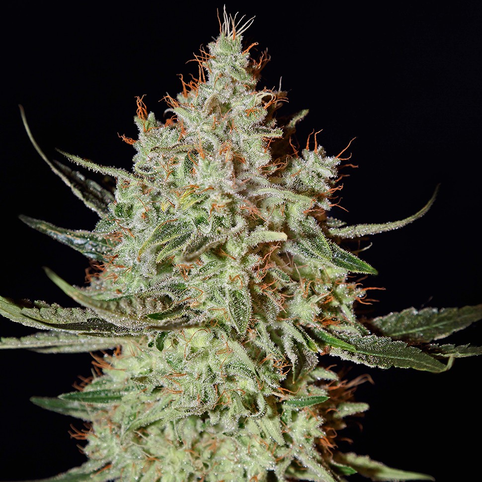 Семена ганжа K-Train feminised Ganja Seeds