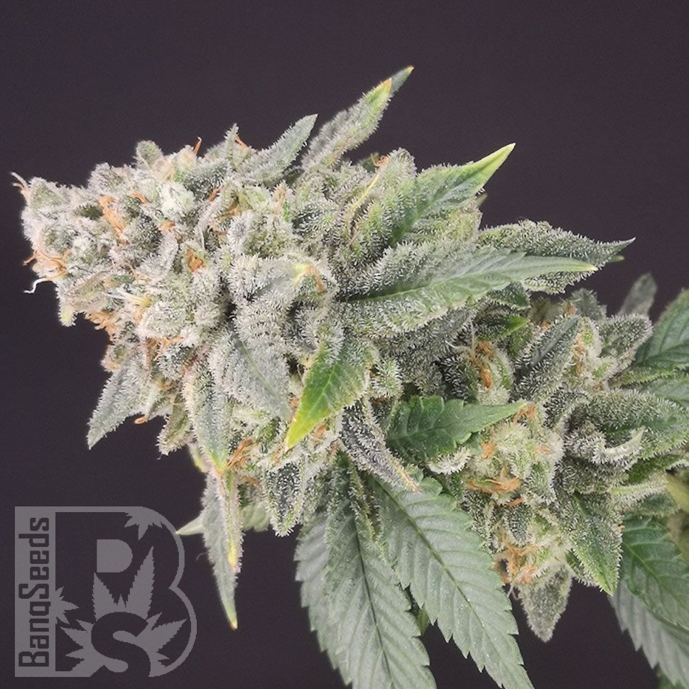 Семена конопли  White Dwarf feminised Ganja Seeds