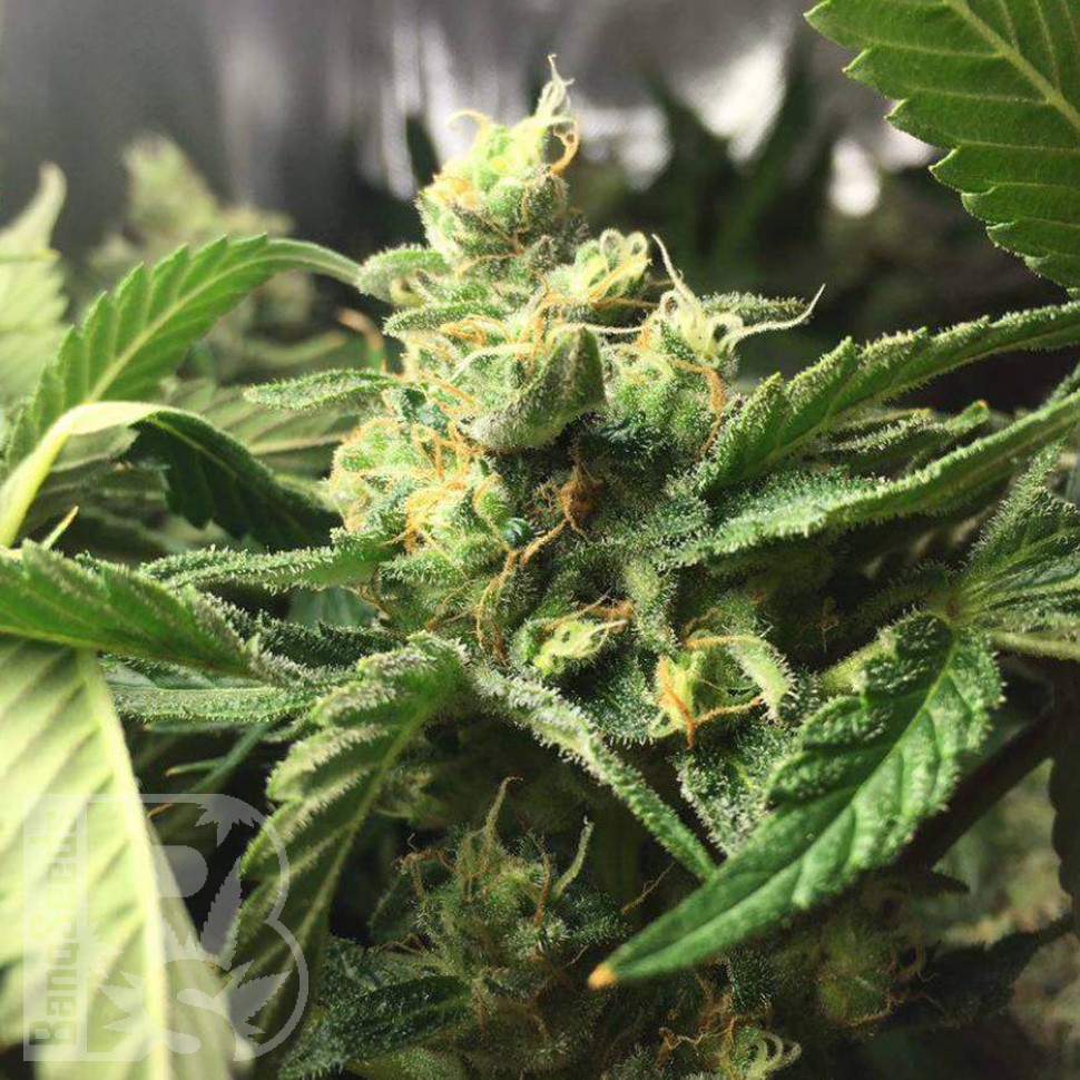 Семена Skunk Amsterdam feminised Ganja Seeds