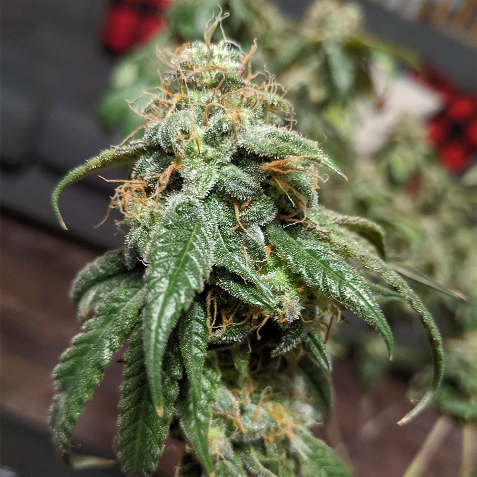 Семена  Gorilla Glue feminised Ganja Seeds