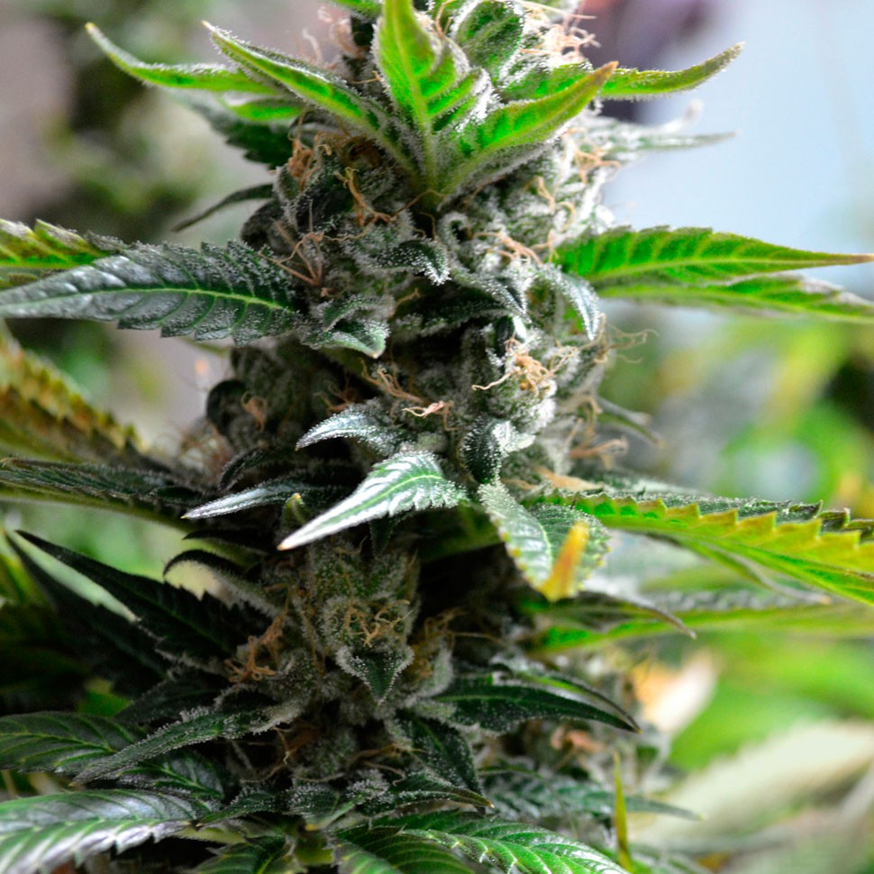 Семена  Auto Super Skunk feminised Ganja Seeds
