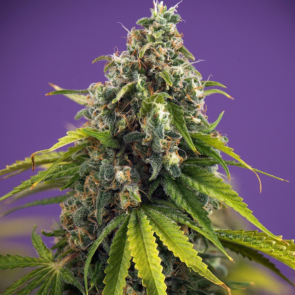 Семена каннабиса  Black Domina x White Russian feminised Ganja Seeds