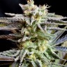 Семена каннабиса  Black Domina x White Russian feminised Ganja Seeds