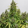 Семена каннабиса  Black Domina x White Russian feminised Ganja Seeds