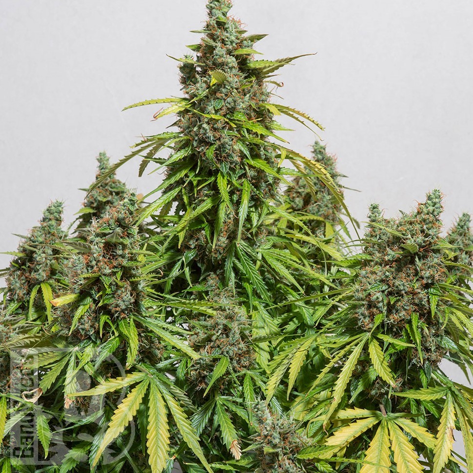 Семена каннабиса  Black Domina x White Russian feminised Ganja Seeds