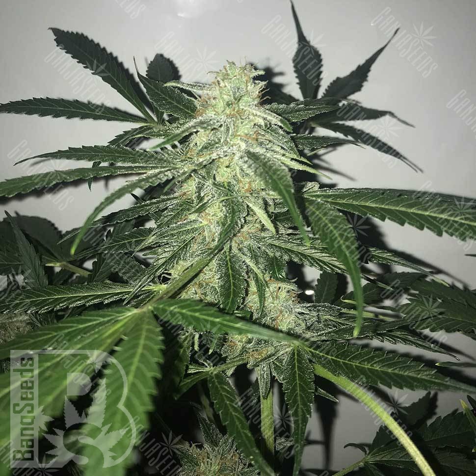 Семена каннабиса  Black Domina x White Russian feminised Ganja Seeds