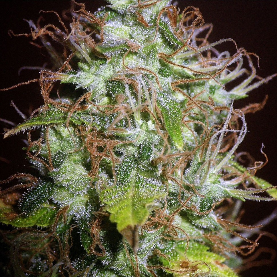 Семена каннабиса Auto Kush feminised Ganja Seeds