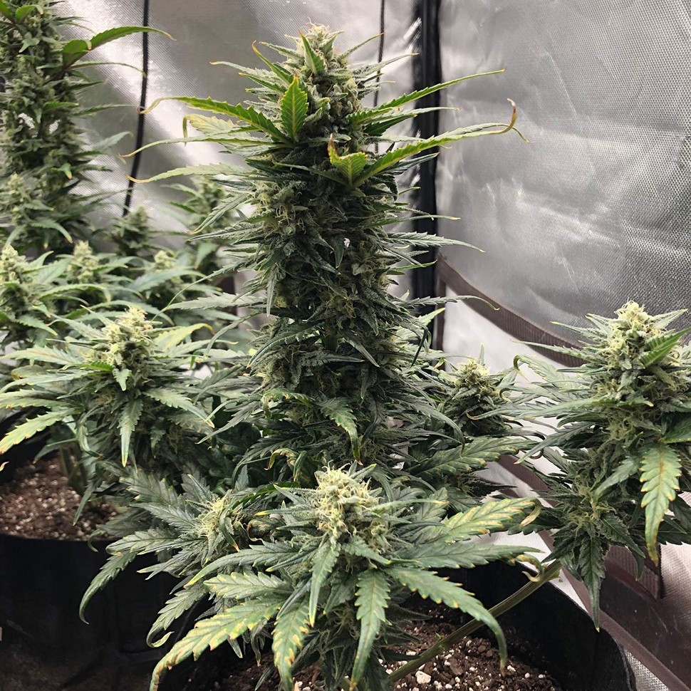 Семена конопли  Auto Green Wild Shark feminised Victory Seeds