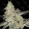 Семена ганжа  Кубанский убийца feminised Ganja Seeds