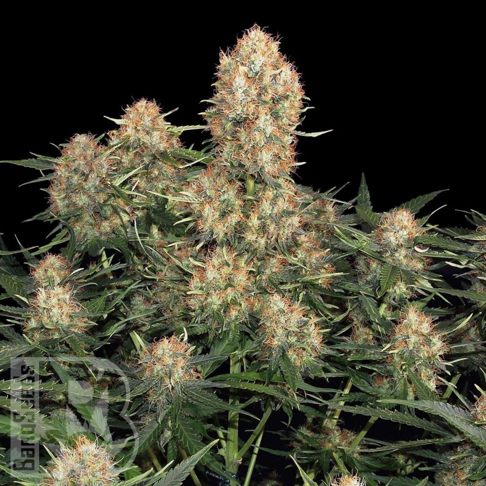 Семена марихуаны Skunk #1 feminised Ganja Seeds