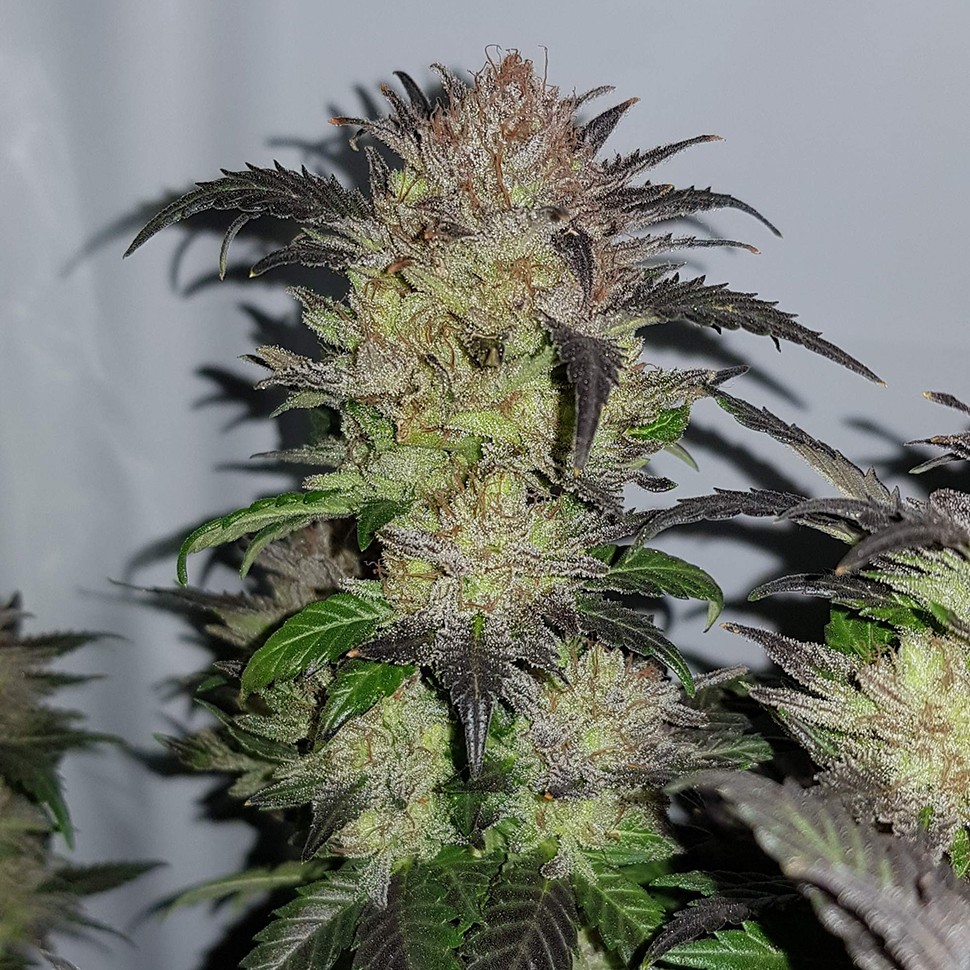 Семена конопли Auto Critical + feminised Ganja Seeds