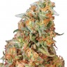 Семена конопли  Power Plant feminised Ganja Seeds