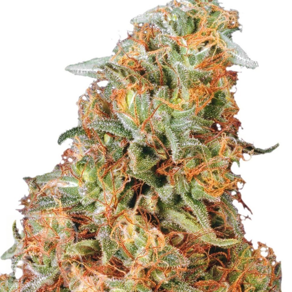 Семена конопли  Power Plant feminised Ganja Seeds