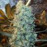 Семена конопли  Power Plant feminised Ganja Seeds