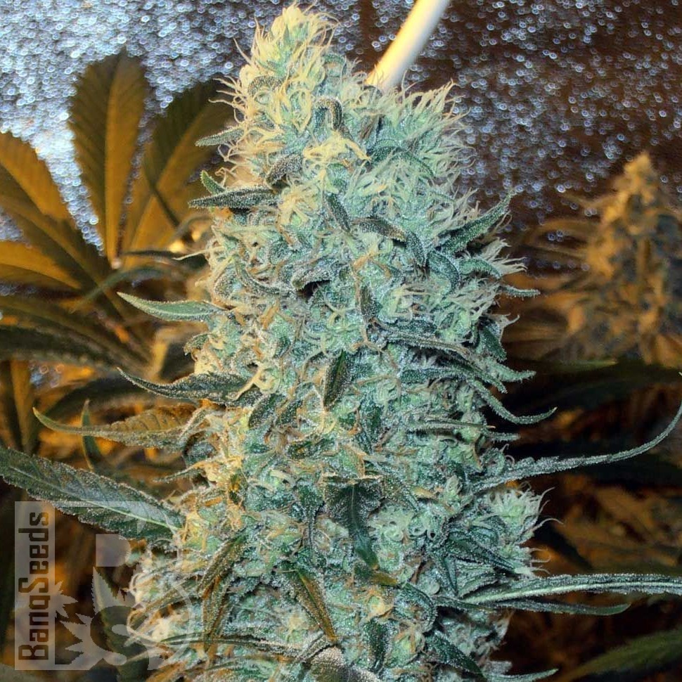 Семена конопли Power Plant feminised Ganja Seeds