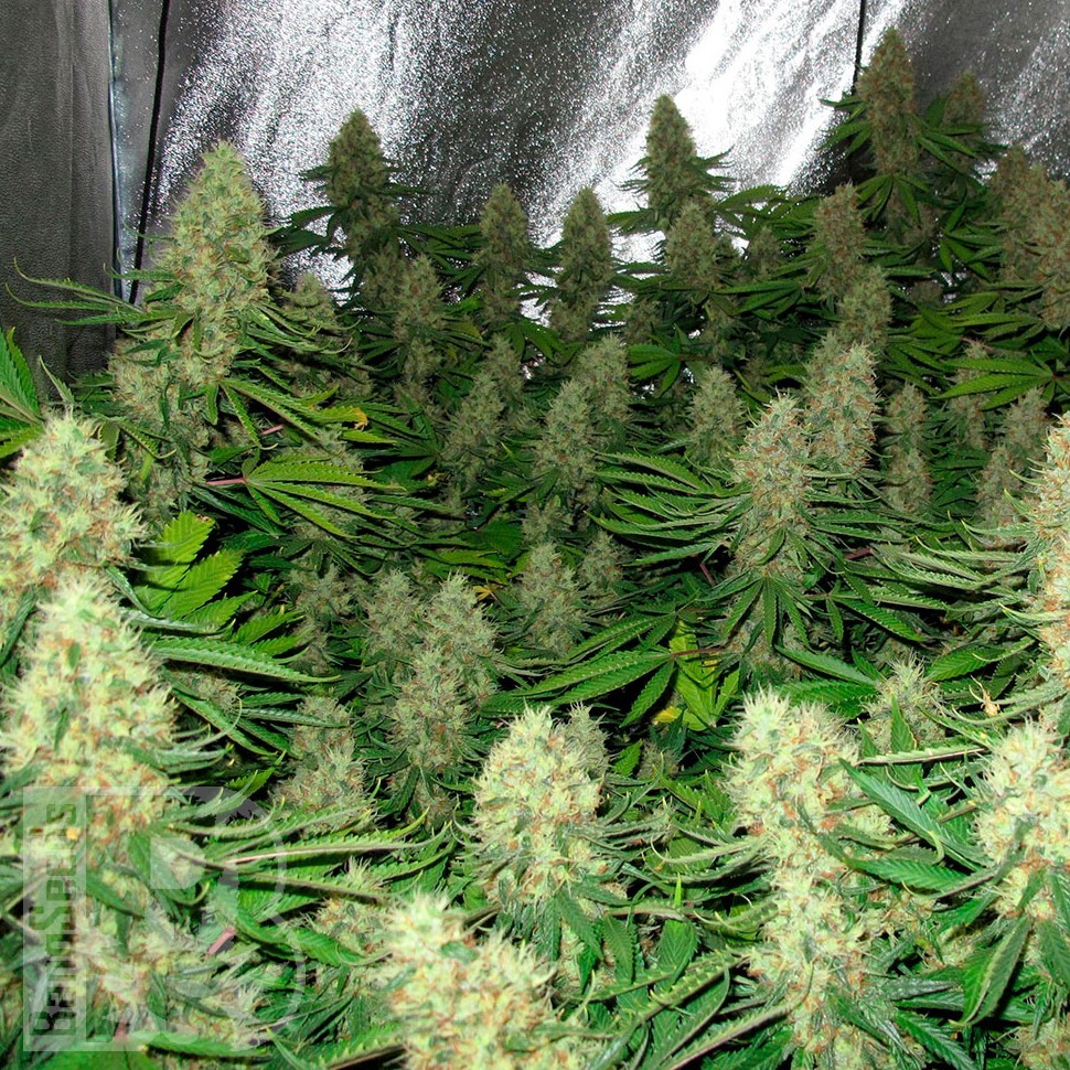 Семена конопли  Power Plant feminised Ganja Seeds