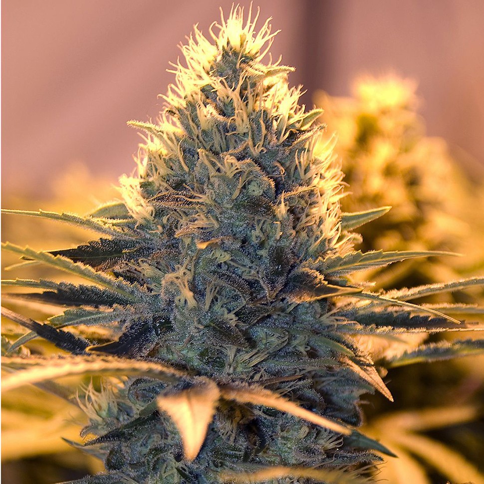 Семена конопли White Lavender feminised Ganja Seeds