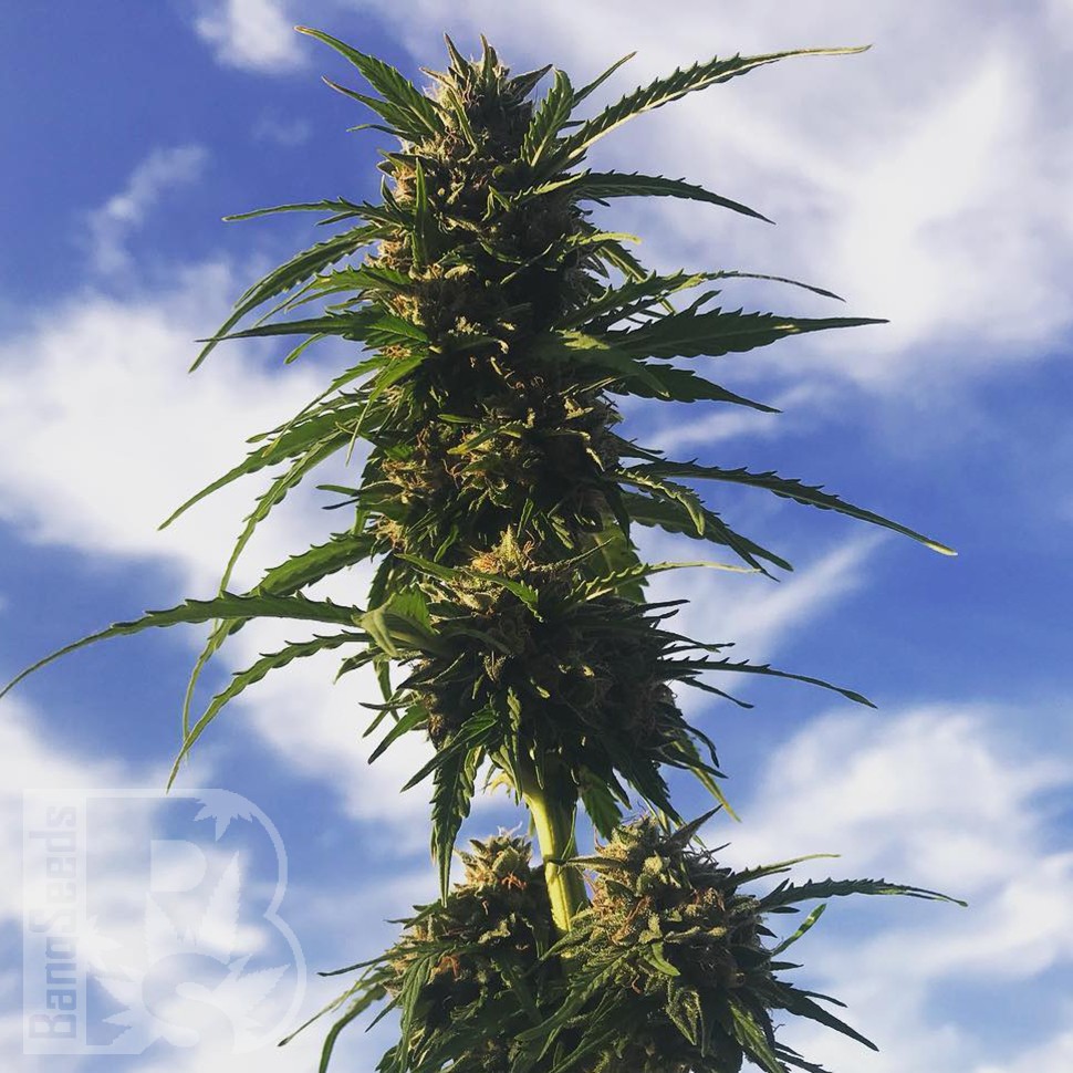 Семена  Amnesia Gold feminised Ganja Seeds