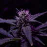 Семена  Skunk x Early Skunk feminised Ganja Seeds