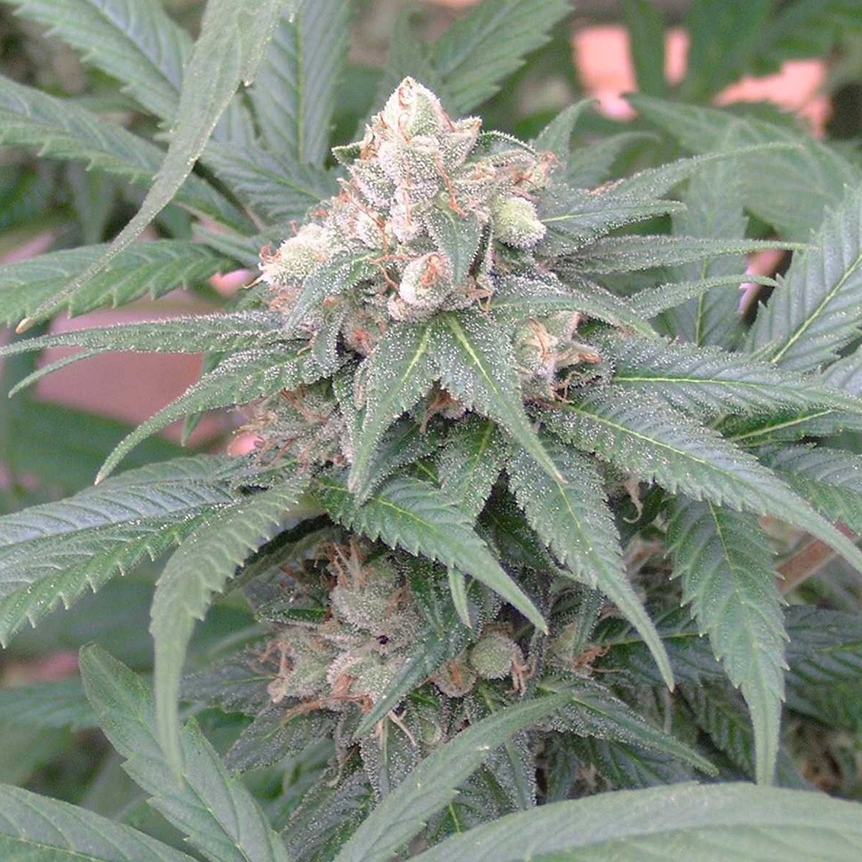 Семена конопли  Skunk #11 feminised Ganja Seeds