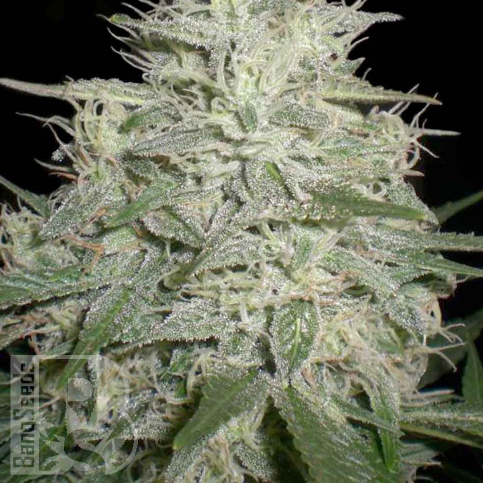 Семена конопли  Skunk #11 feminised Ganja Seeds