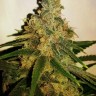 Семена конопли  Skunk #11 feminised Ganja Seeds