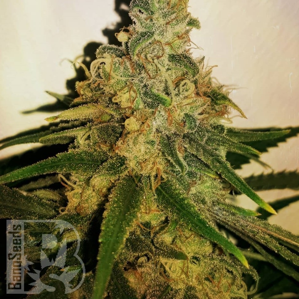 Семена конопли  Skunk #11 feminised Ganja Seeds