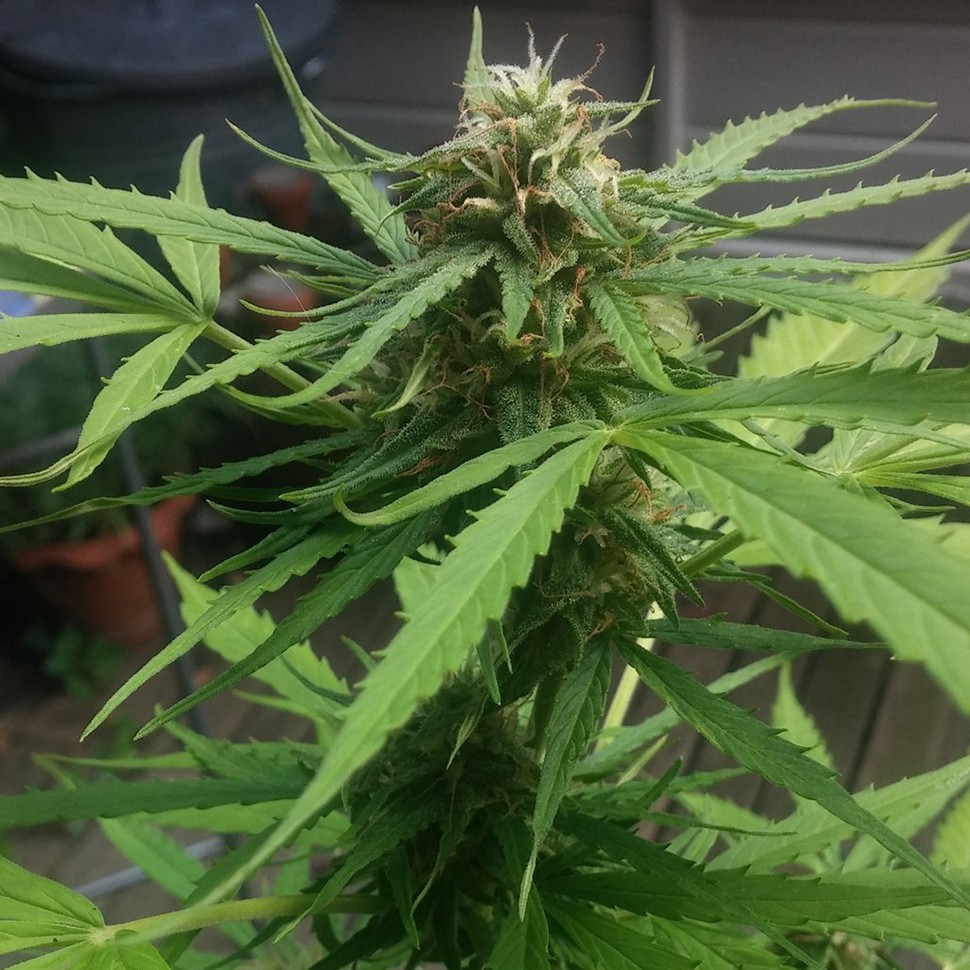 Семена ганжа Auto Vertigo regular Ganja Seeds