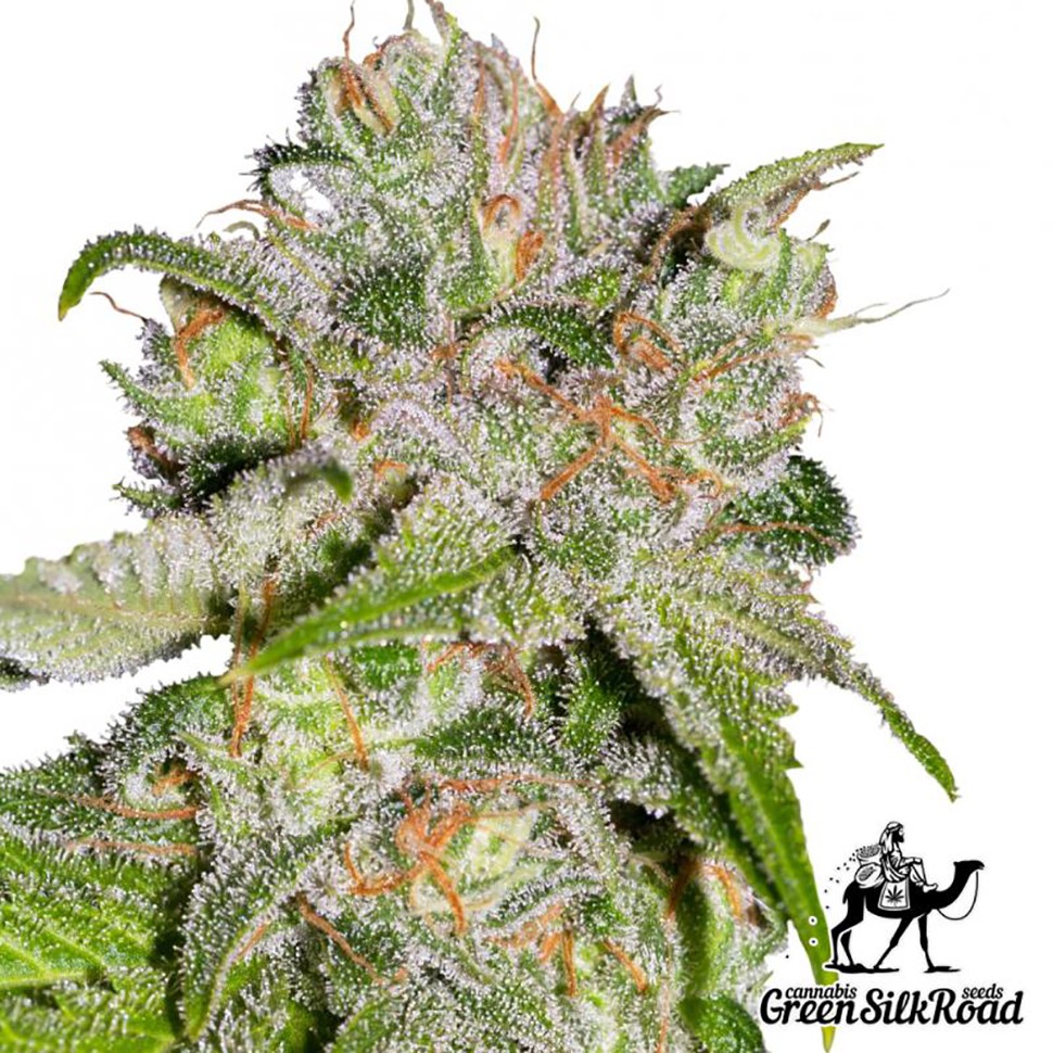 Семена конопли  Auto Sweet Tooth feminised Green Silk Road Seeds