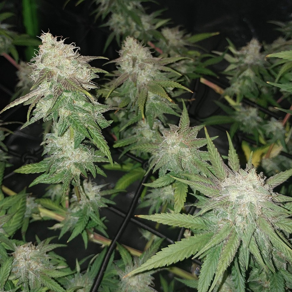 Семена ганжа  Auto Jack Hammer feminised Victory Seeds