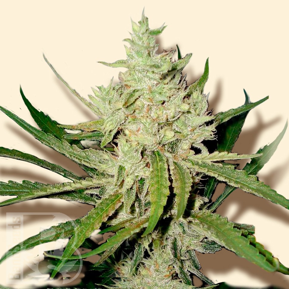 Семена марихуаны  Amnesia Haze feminised Ganja Seeds